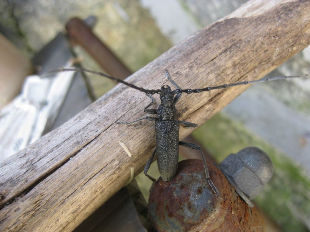 Cerambyx cerdo? no, C. scopolii